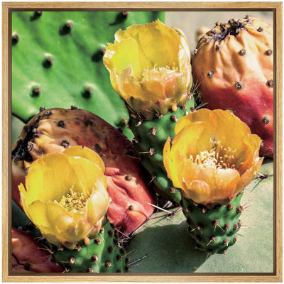 Cactus figue de barbarie avec fleurs jaunes, plantes du sud-ouest, photographie, sud-ouest, gros plan, ultra coloré, reproduction sur toile
