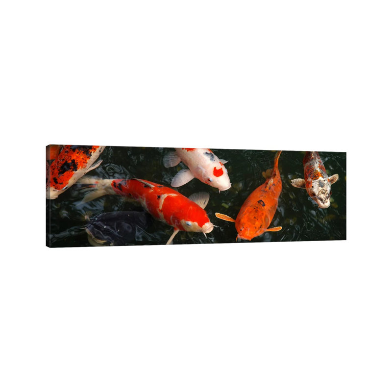 Koi Carp In Japan - Wrapped Canvas Panoramic Print, 121.92 cm H x 40.64 cm W x 1.91 cm D