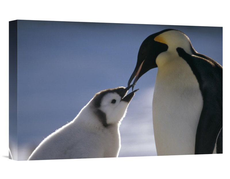 " Emperor Penguin Parent Feeding Chick, Riiser-Larsen Ice Shelf, Antarctica ", 12" H x 18" W, Wrapped Canvas
