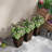 Set of 3 Tall Outdoor Planters w/ Drainage Holes Brown-99786997