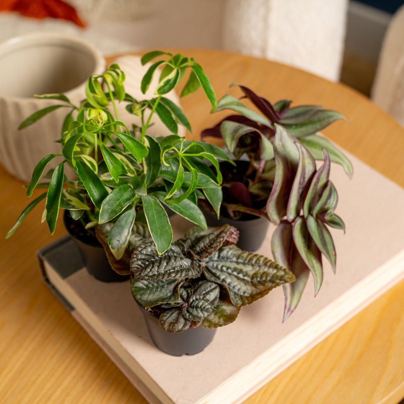 Costa Farms Indoor Tiny Plants Collection House Plant in 2-inch Nursery Pot