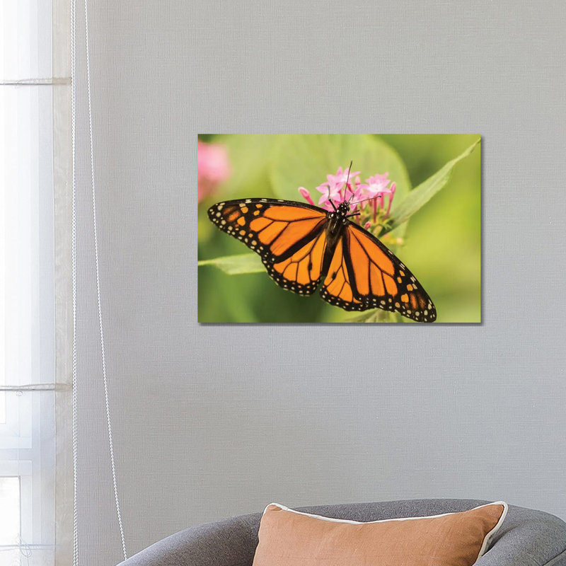Costa Rica, La Paz River Valley. Captive Monarch Butterfly In La Paz Waterfall Garden. by Jaynes Gallery - Wrapped Canvas Print