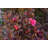 1 Gallon Autumn Jewel Encore Azalea - Pink Blooming Azalea with Petite Flowers