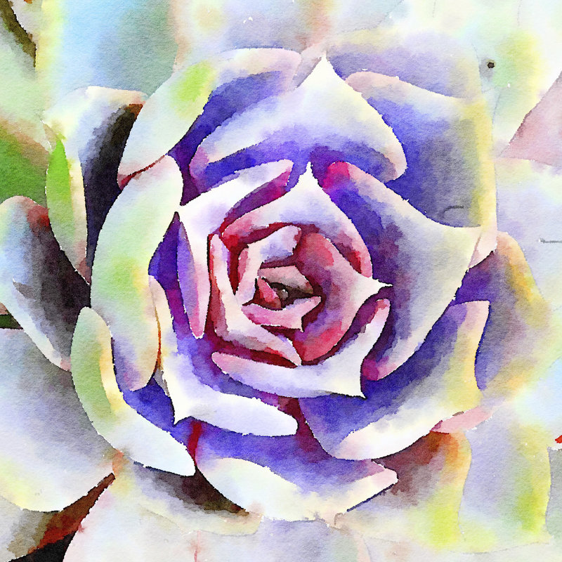 Succulente II 1 Piece Wrapped Canvas Painting, 91cm H x 91cm W