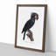 Palm Cockatoo by F. Levaillant - Framed Print-55578363-55578366