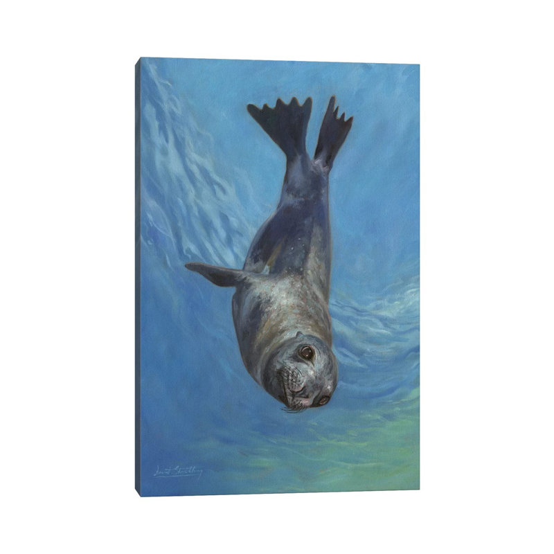 Sea Lion, Sea Of Cortez by David Stribbling - Wrapped Canvas Painting, 66.04 cm H x 45.72 cm W x 3.175 cm D
