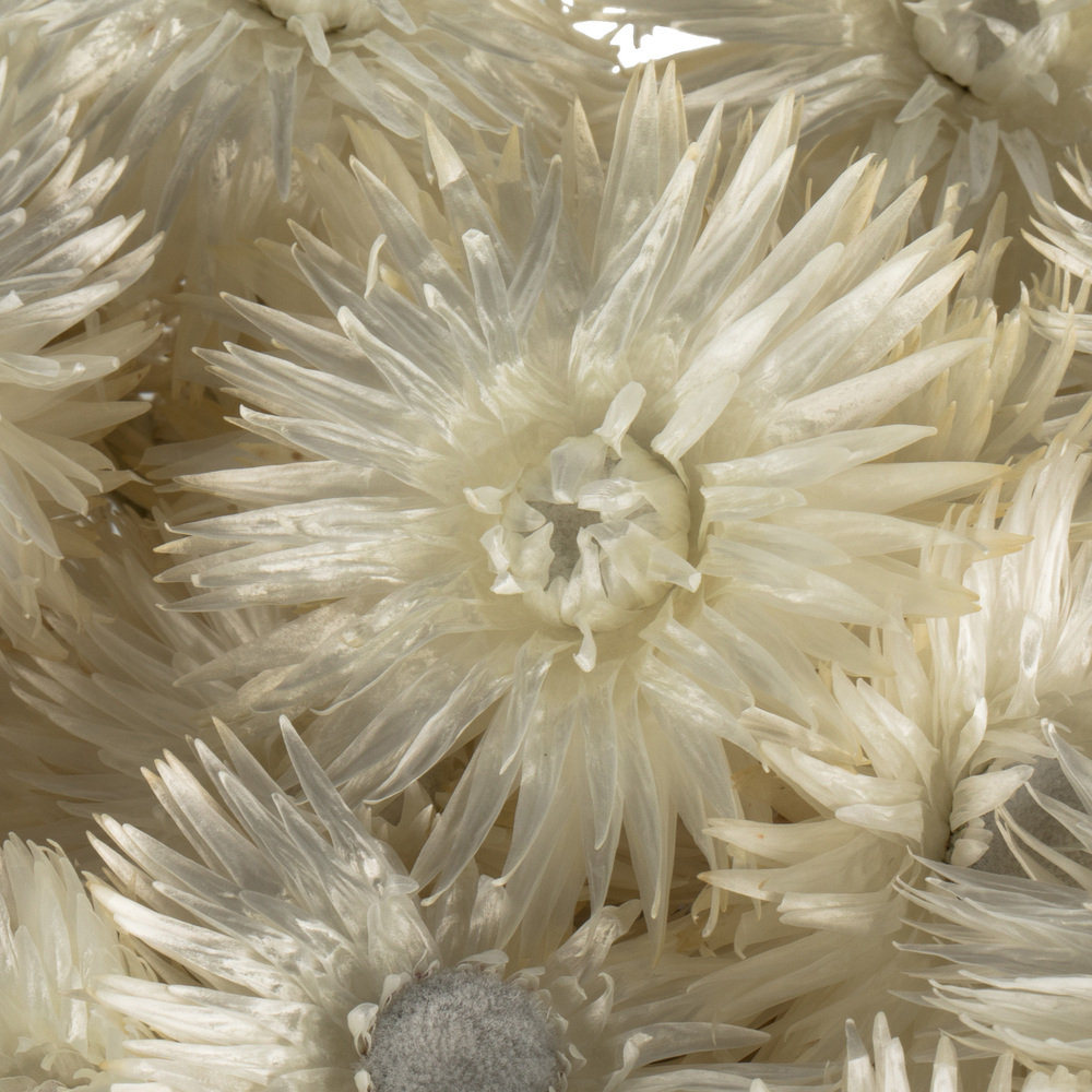 Dried Everlasting Floral Stems