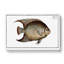 Hairy Angel-Fish by M.E. Bloch - Wrapped Canvas Print-55310968