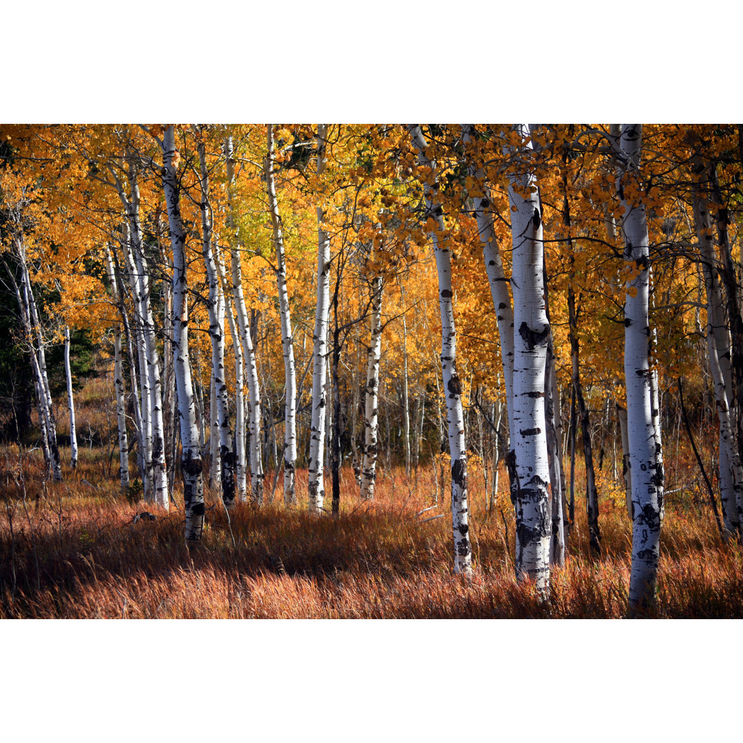 Herbst mit orangefarbenen Blättern von Denny - Kunstdrucke auf Leinwand