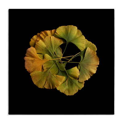 Overlapping Ginkgo Leaves Canvas, design by Beth Adoette