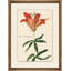 Lilium Painting