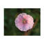 «Geranium Sanguineum» par Suzanne Bonin - photographie sur toile tendue-649971947