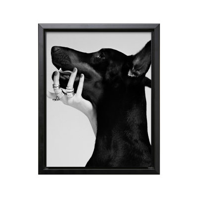 Dobermann noir