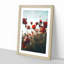 Poppy Flowers - Picture Frame Painting Print-56925047-56925048