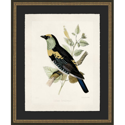 Meadow Bird 2