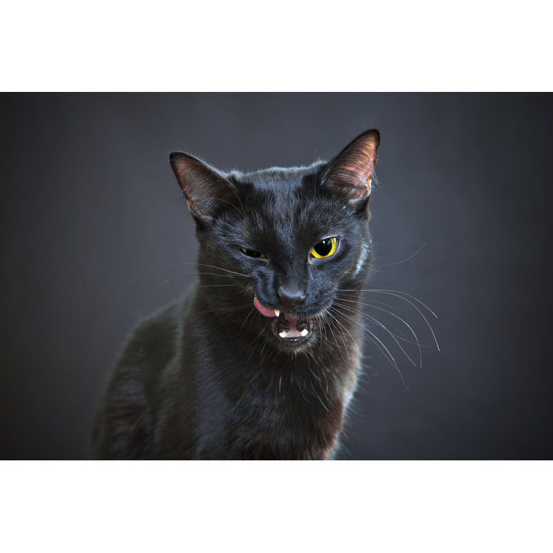 Portrait Of A Cat by Sergeeva - Wrapped Canvas Print, 51cm H x 76cm W