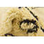 Tapis crème Julian