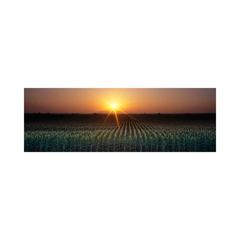 Sunrise, Crops, Farm, Sacramento, California, USA - Wrapped Canvas Panoramic Print, 30.48 cm H x 91.44 cm W x 1.91 cm D