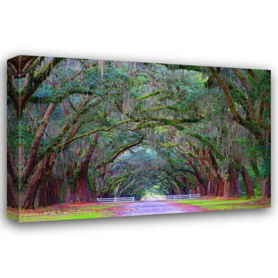 Miller, Anna, art sur toile: Oak Alley, Wormsloe Plantation, Savannah, Géorgie, États-Unis (66_US11 AMI0039)