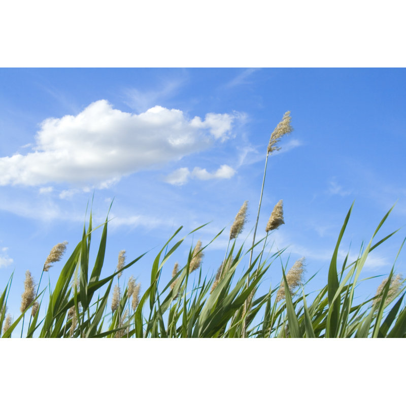 Belwood Reed Against Sky - Wrapped Canvas Print, 20cm H x 30cm W x 3.8cm D
