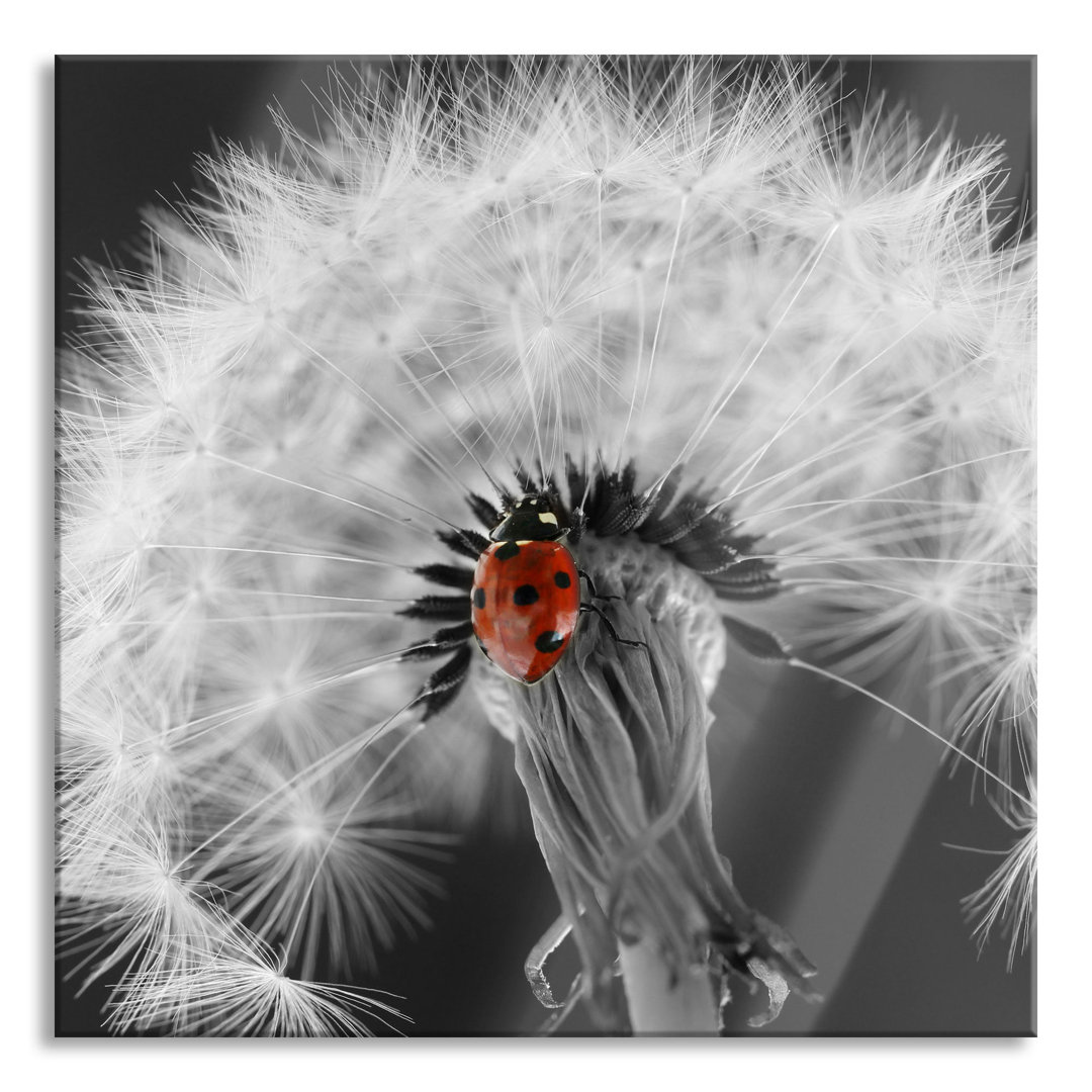 Ungerahmtes Foto auf Glas "Beautiful Ladybird on a Dandelion"