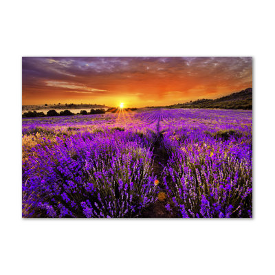 Lavender Field - Wrapped Canvas Print
