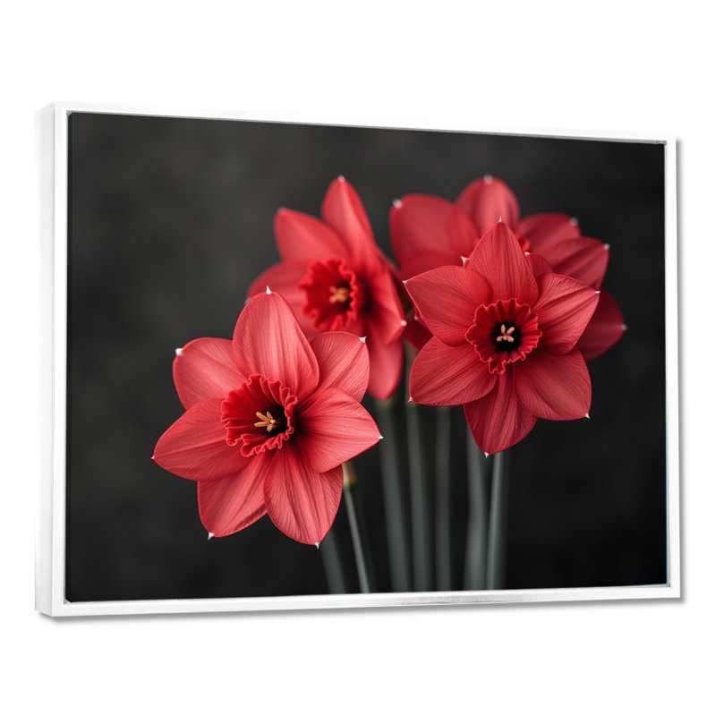 Photo de jonquilles goutte de pluie monochrome noir et rouge - jonquilles murales, H 12 po x l 20 po, Cadre flottant blanc