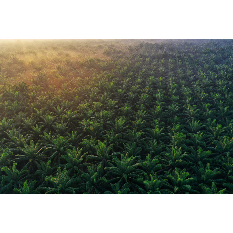 Palmiers le matin par Ibnjaafar, H 12 po x l 18 po