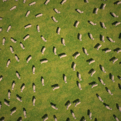 Flock Of Sheep - Wrapped Canvas Print