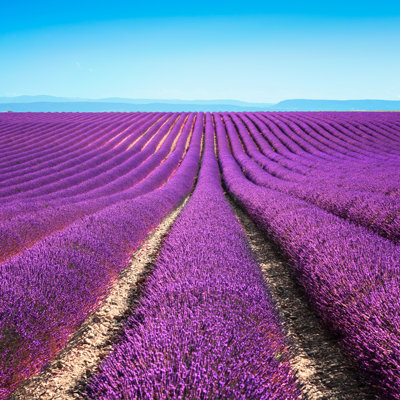 Lavande en fleurs sur des champs sans fin. Valensole Provence - Photographie sur toile tendue