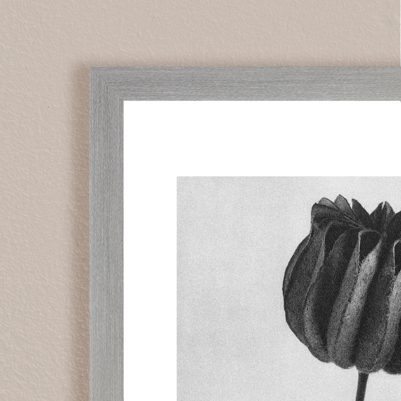 Art mural «Abutilon (Lime Mallow») par Karl Blossfeldt, inspiré de la nature, H 20 po x l 16 po