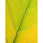 Autumn Leaf by Philippe Monthoux-65859096-132454884