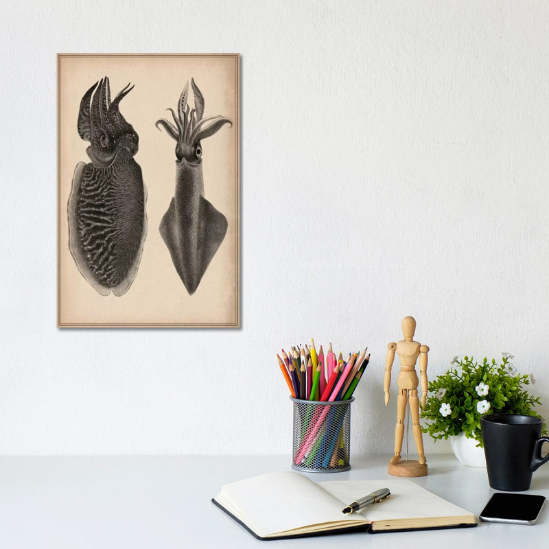Octopus Squid Scientific by Unknown Artist - Wrapped Canvas Print, 20.32 cm H x 30.48 cm W