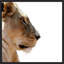 Lion Face Off 2 Framed Photographic Print