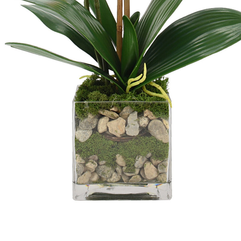 Orchid Floral Arranged In A Glass With Moss And Rocks