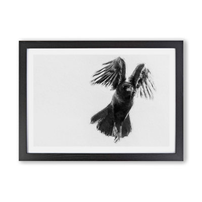 Raven Bird in Flight - Framed Print