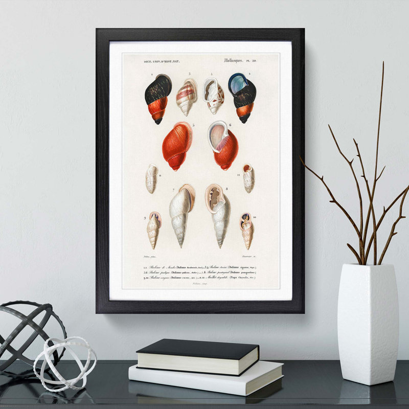 Mollusc Shell Illustrations PL. 20 by Charles D' Orbigny - Picture Frame Graphic Art Print, Black Framed