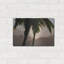 «Misty Palms I» par Dennis Frates-88505120