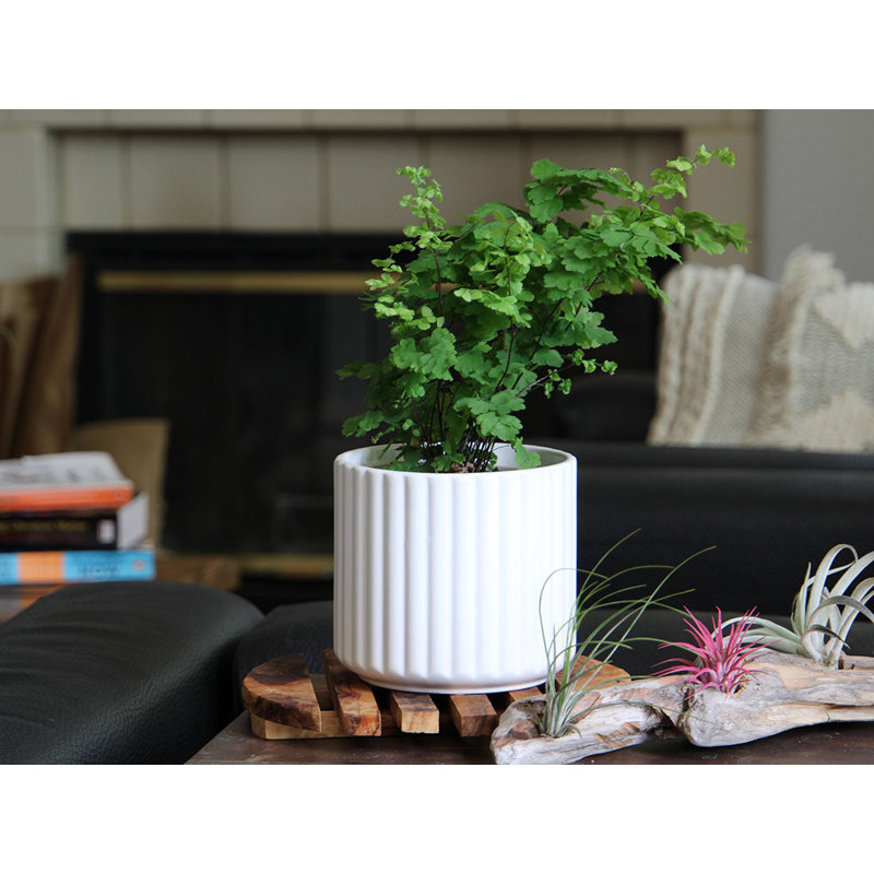 Mini pots de fleurs en céramique émaillée avec peigne (lot de 8) - Intérieur/Extérieur, Denim