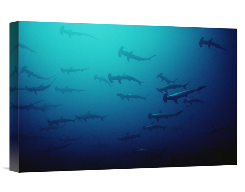 " Scalloped Hammerhead Shark School, Cocos Island, Costa Rica ", 12" H x 18" W, Wrapped Canvas