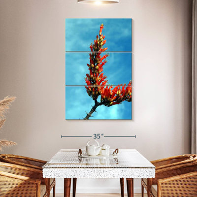 Harnek Flowering Ocotillo