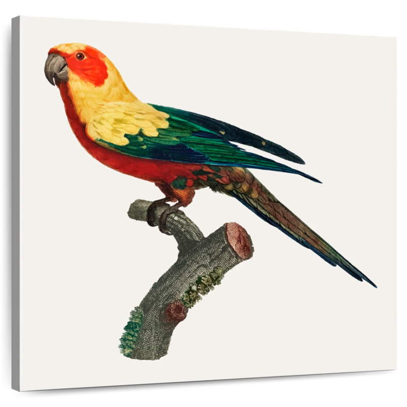 Brampt Sun Conure, 10" H x 10" W