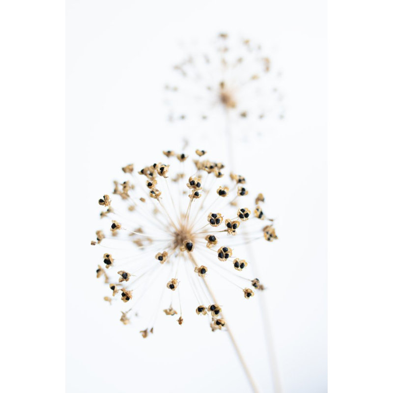 Dried Flower_2, 76.2 cm H x 50.8 cm W