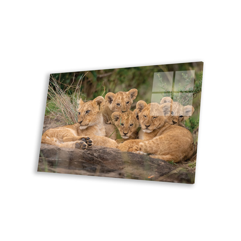 Adorables lionceaux sur verre acrylique