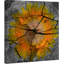 Parvez Taj - Wrapped Canvas Print-16674303