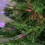 Lighted Artificial Pine Christmas Tree-91123973