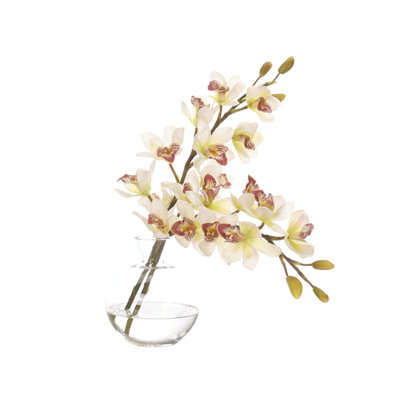 Orchid Cymb, Cream Green, Glass Bubble, 14wx12dx16h