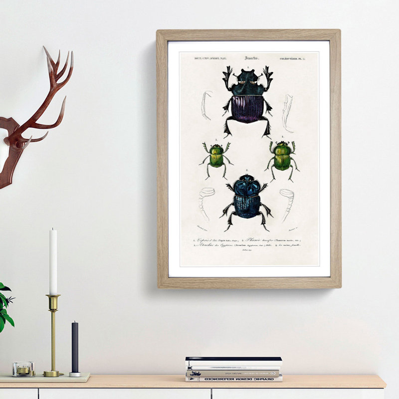 Beetle Illustrations PL.5 by Charles D' Orbigny - Single Picture Frame Painting, Oak Framed, 33cm H x 24cm W x 2cm D