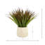 Variegated Desktop Foliage Grass in Pot