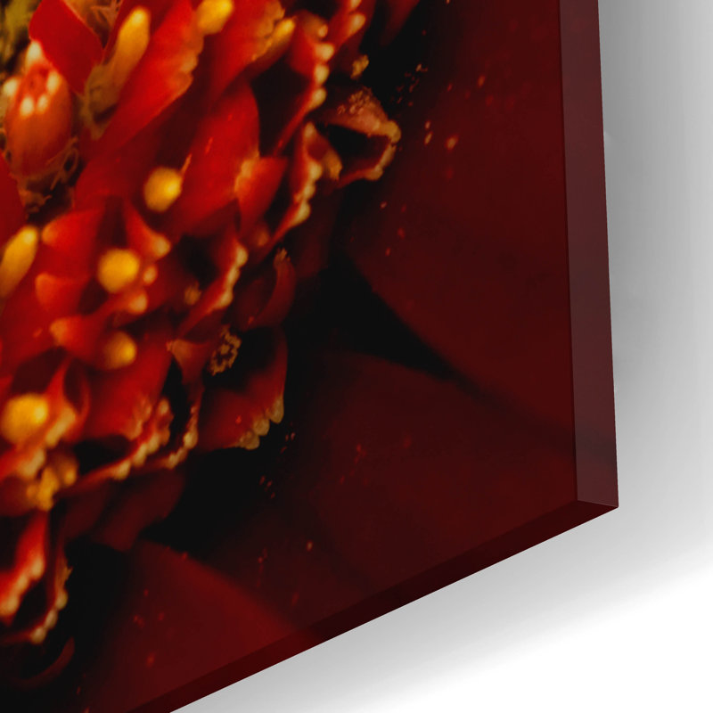 Art mural épique «Gerbera rouge sur noir 02» par Tom Quartermaine, art mural en verre acrylique, 12 po x 12 po